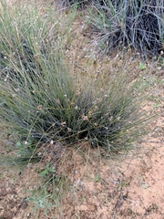 Schoenus subaphyllus