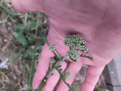 Achillea millefolium