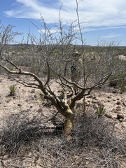 Bursera microphylla