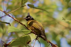 Rubigula flaviventris