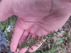 Achillea millefolium