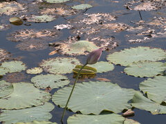 Nelumbo nucifera