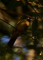 Rubigula flaviventris