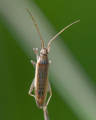 Stenodema calcarata