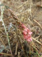 Indigofera psoraloides