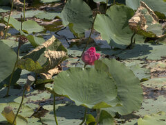 Nelumbo nucifera