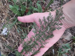 Achillea millefolium