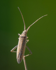 Stenodema calcarata