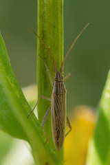 Stenodema calcarata
