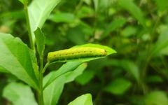 Condica