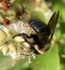 Xylocopa virginica virginica