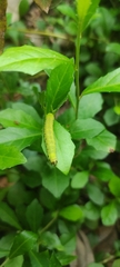 Condica