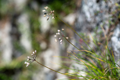 Allium rubens