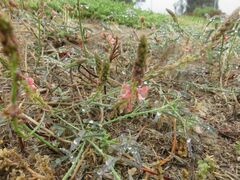 Indigofera psoraloides