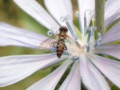 Toxomerus occidentalis
