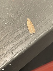 Psilocorsis reflexella