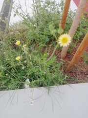 Cichorieae