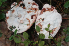 Hydnellum peckii