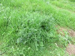 Indigofera psoraloides