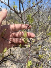 Bursera microphylla