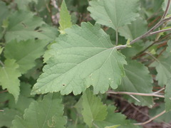 Ambrosia cordifolia