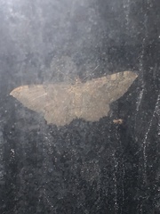 Rheumaptera meadii