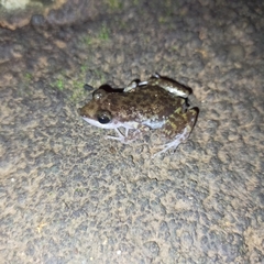 Eleutherodactylus interorbitalis