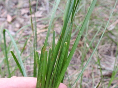Lomandra