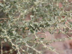 Atriplex polycarpa