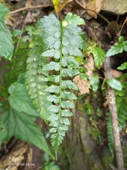 Asplenium cuneatiforme