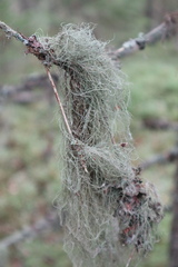 Usnea dasopoga