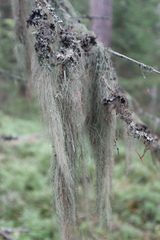Usnea dasopoga