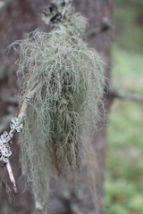 Usnea dasopoga