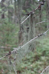 Usnea dasopoga