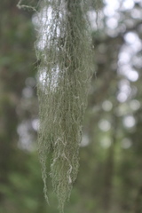 Usnea dasopoga