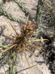 Cylindropuntia molesta