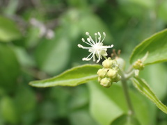 Croton sonorae