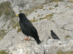 Pyrrhocorax graculus