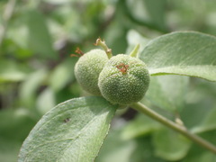 Croton sonorae
