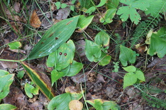 Maianthemum bifolium