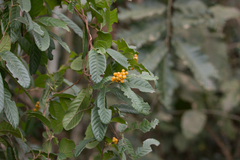 Davilla rugosa