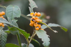 Davilla rugosa