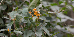 Davilla rugosa