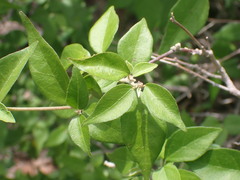 Croton sonorae