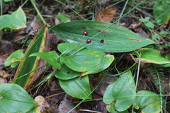 Maianthemum bifolium