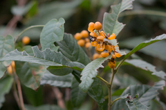 Davilla rugosa