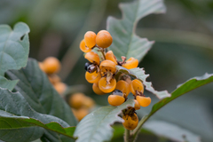 Davilla rugosa