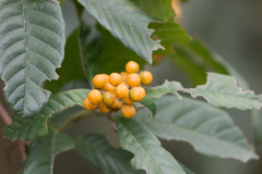 Davilla rugosa