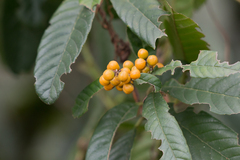 Davilla rugosa