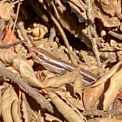 Plestiodon skiltonianus